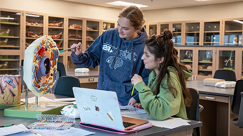 Students working with a plastic model in the anatomy lab